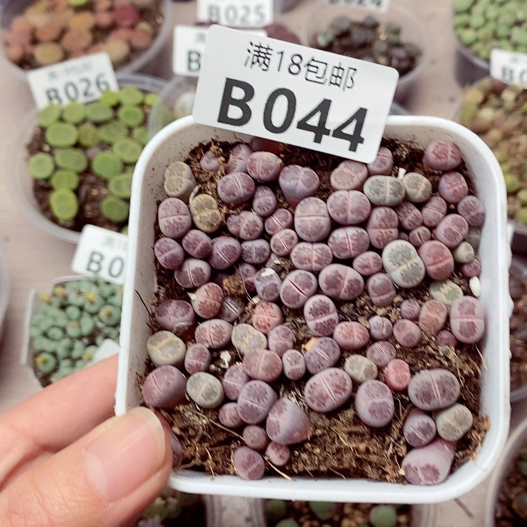 44咯哦我我哦哦哦