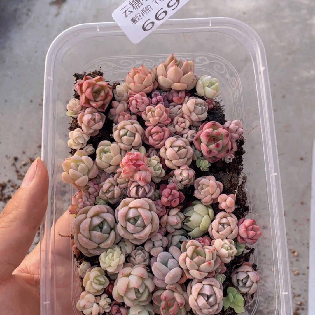 云糖心多肉植物669