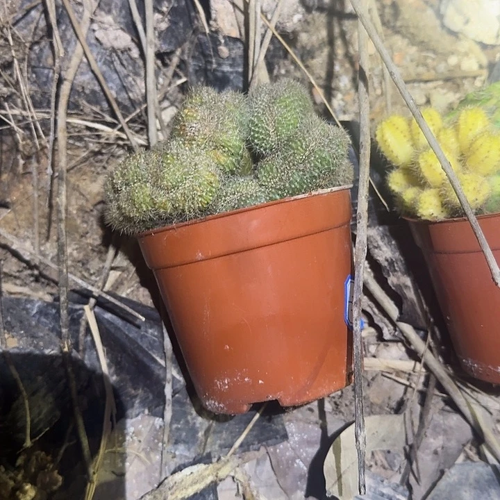 ****无花朵彩草哈哈哈哈哈哈哈