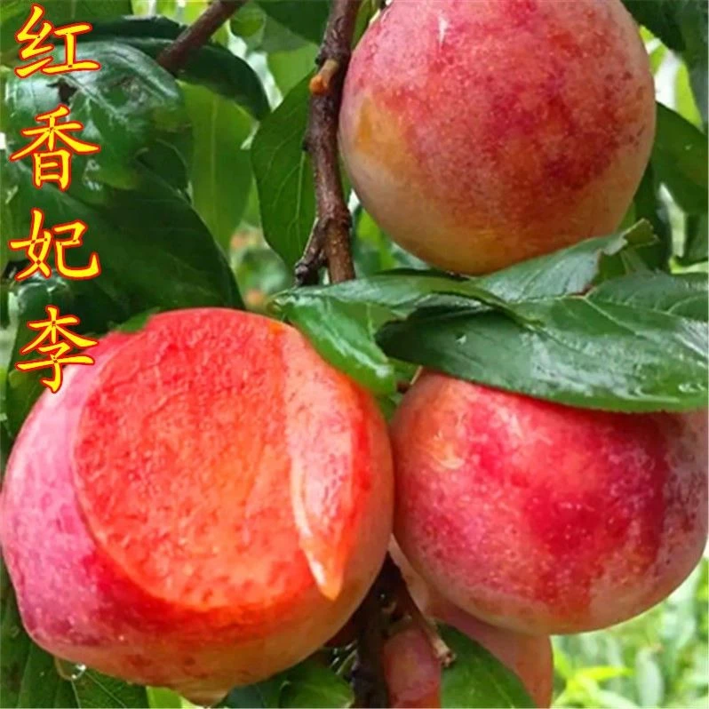 红香妃李子树苗 新品种李子嫁接苗 香甜爽口 红肉李香李子苗