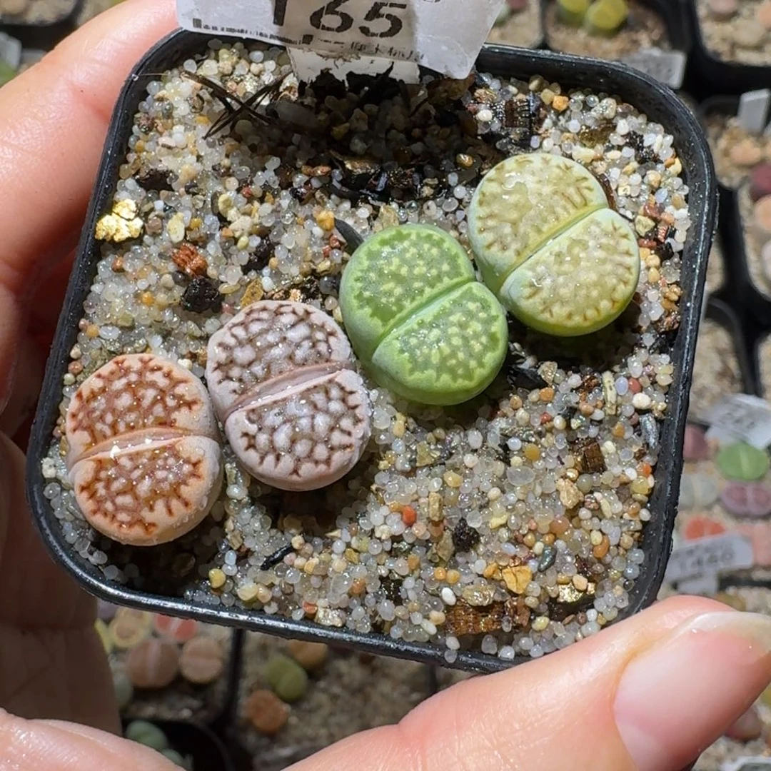 高品质生石花清清165