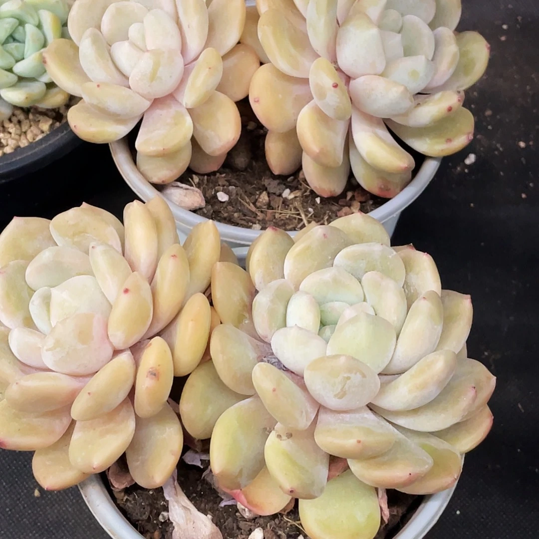 整桩无砍双头冰橙一颗