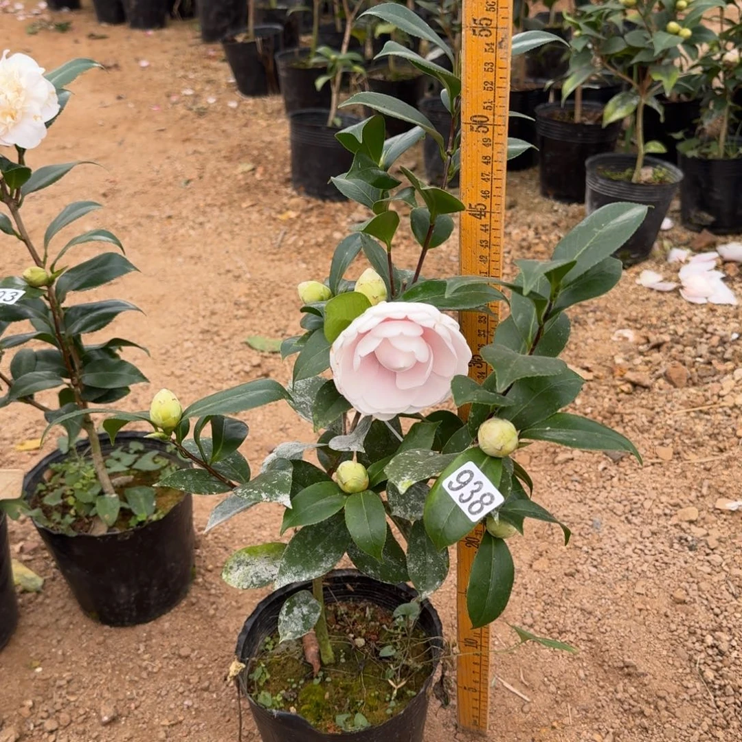 少量花朵（建议范围：2朵-5朵 或40%以下）938白乔伊