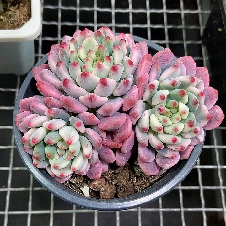 蓝苹果锦多肉植物