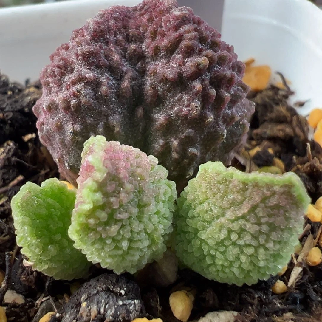 茶 大颗粒款实生新品