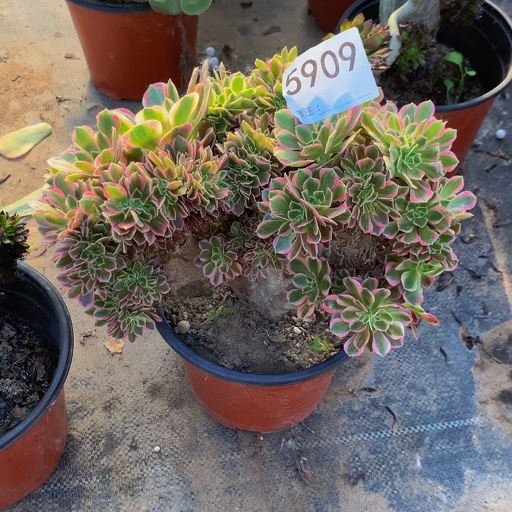 【闪购商品】星*白凤5909