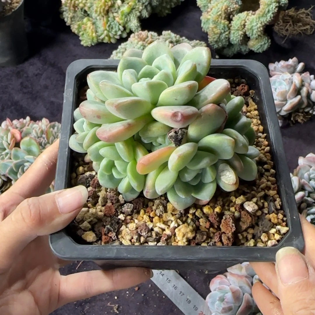 冰玉7头手捧一物一拍