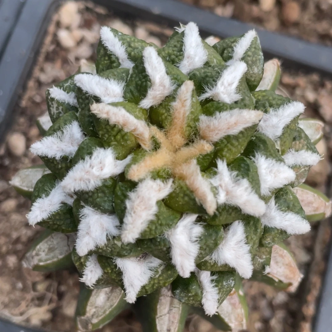 无花朵馒头黑牡丹锦043 仙人球