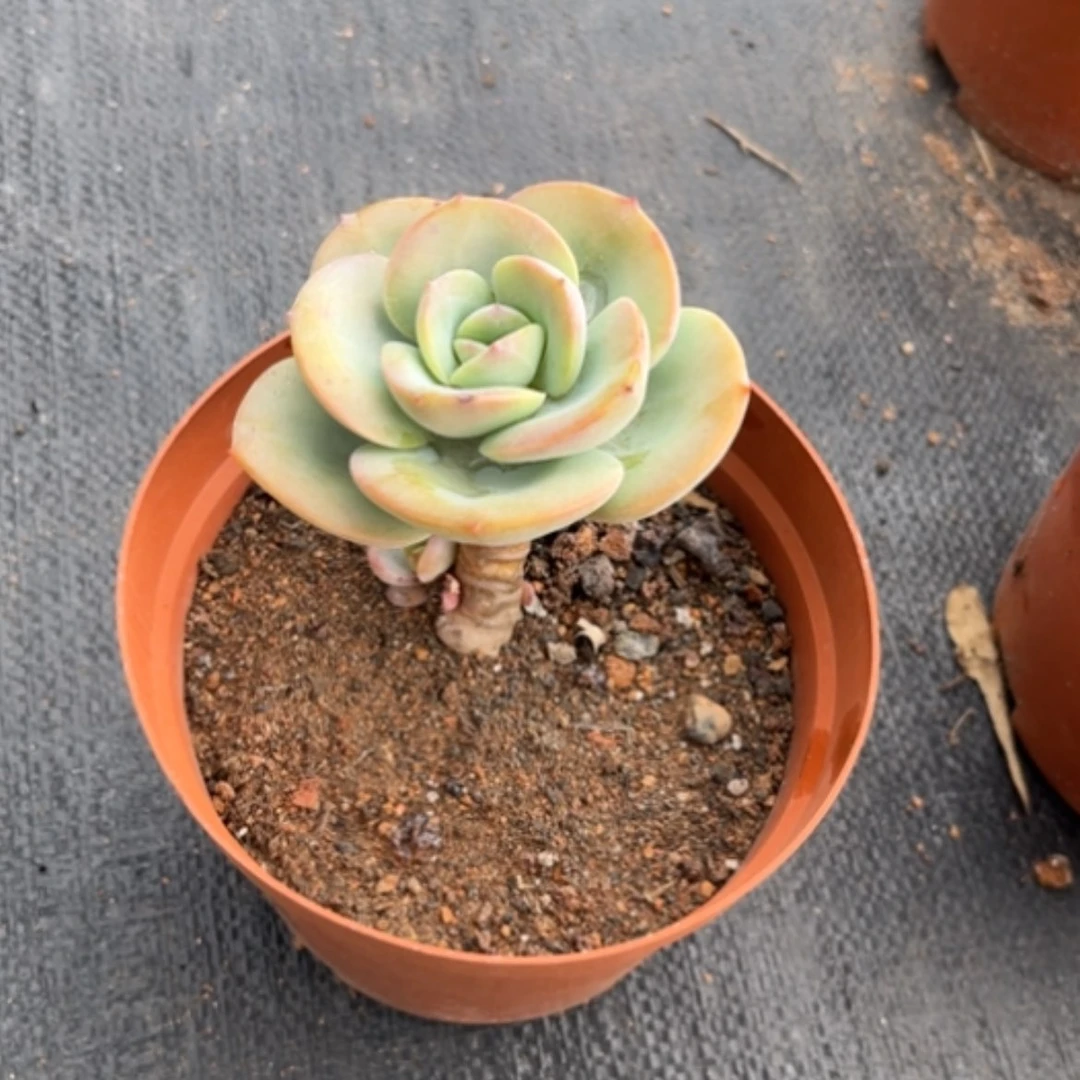 【闪购商品】晓**7白凤