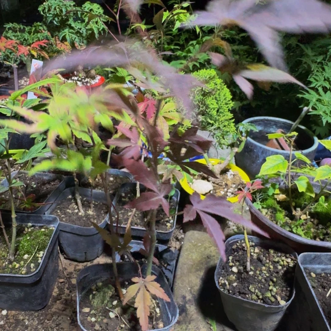 ^***^完全开放日本原生品种枫树籽播苗