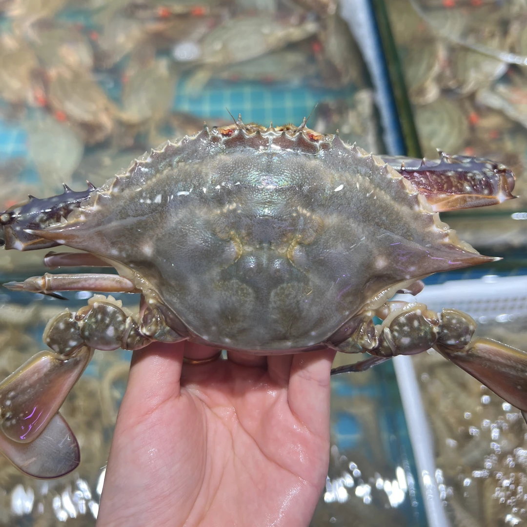 海捕公飞蟹 【保鲜不保活】不包腿儿全 斤只两顺丰空运