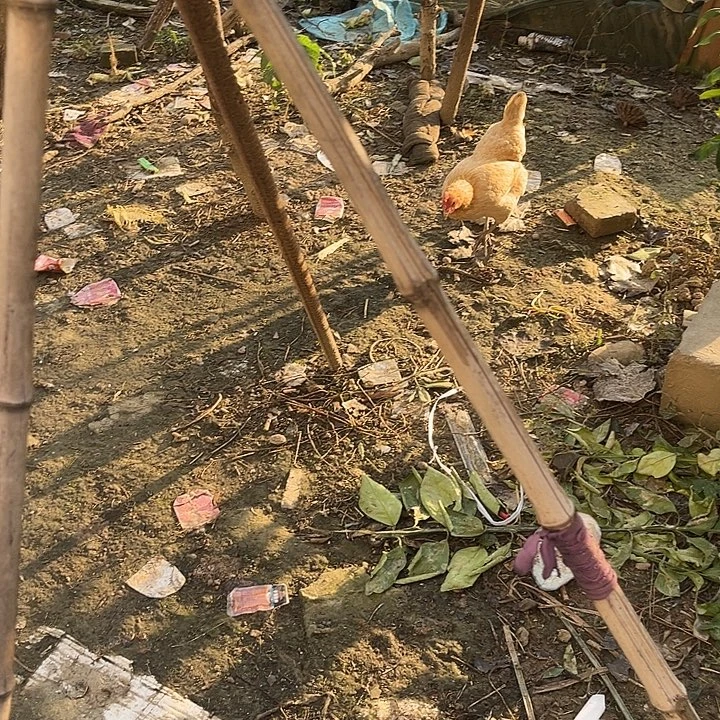 低温2-8五天左右中国大陆