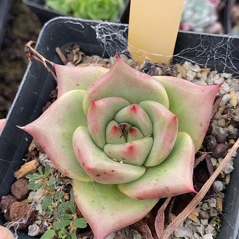 小****?541多肉植物老桩