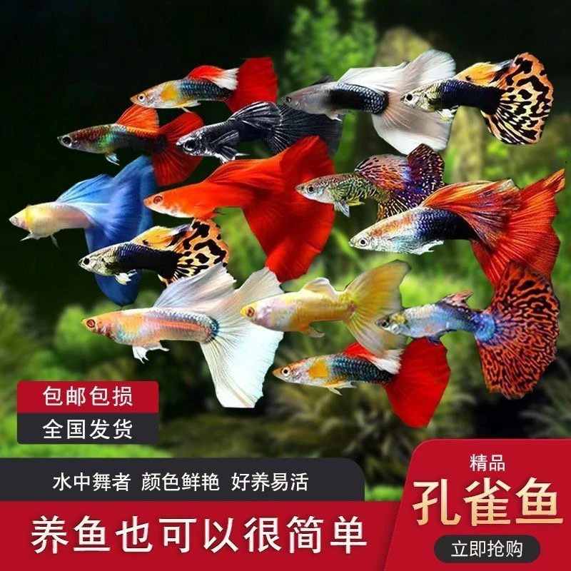 【精品】孔雀鱼观赏凤尾鱼小鱼纯种小型好养热带鱼耐活观赏鱼孕母