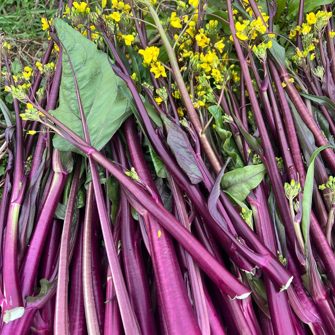 【现摘现发】晓夕地里红菜苔脆嫩好吃4斤
