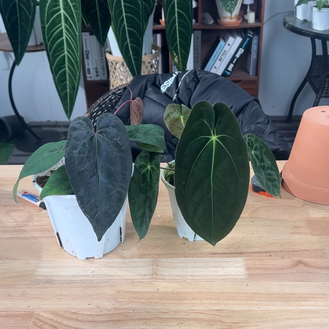 完全开放暗黑巴拿马➕进口黑桃鸡