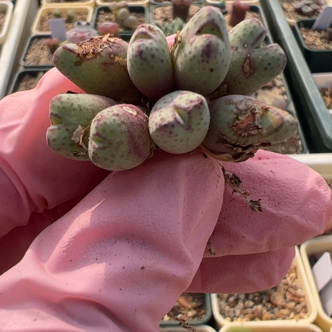 361 好看的多肉冲冲冲q