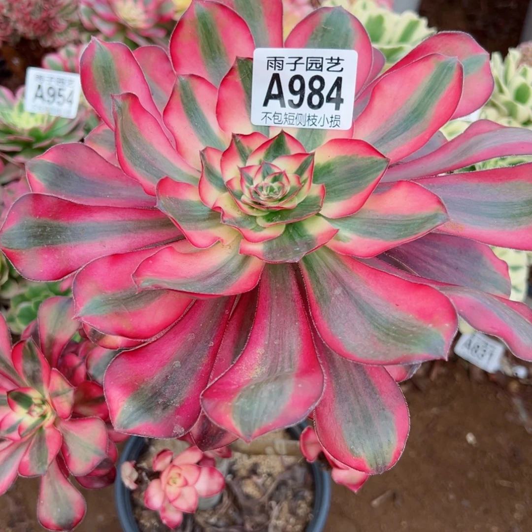 984乌毒景大单头雨子多肉