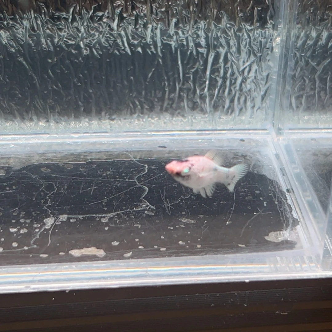 孔雀鱼玛丽鱼一条红头公