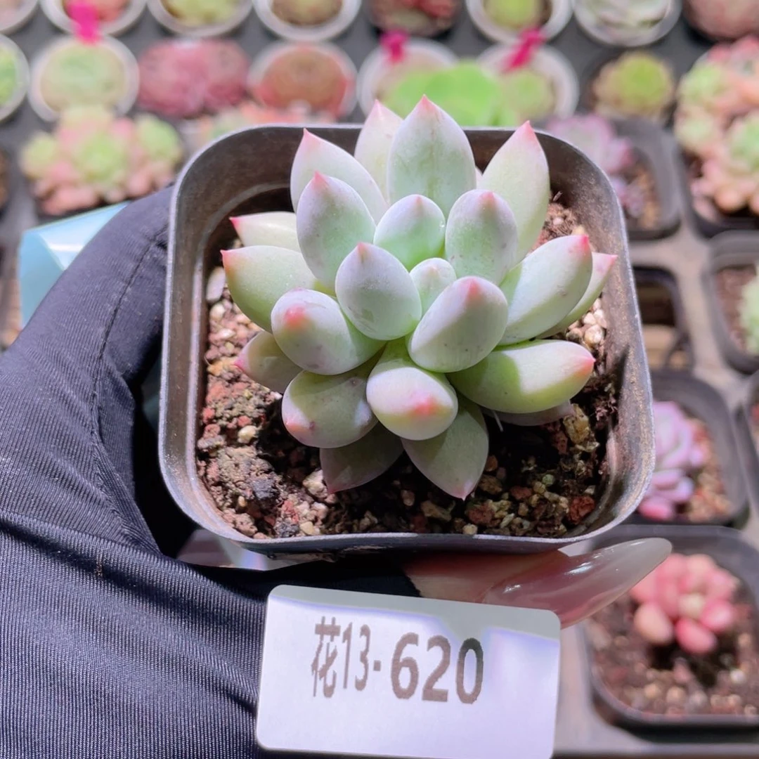 花利美13-620奶瓶