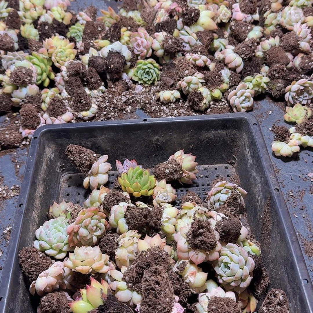 7号棚整箱保底50颗以上