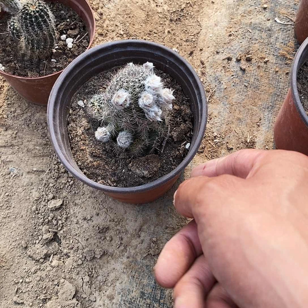 李***华金荷花脱土脱盆20包邮/
