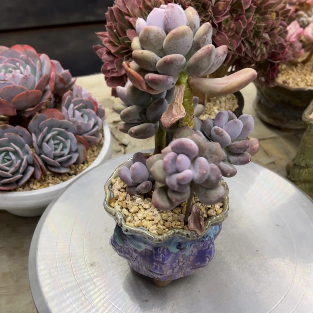 咖啡美人18 零零多肉植物