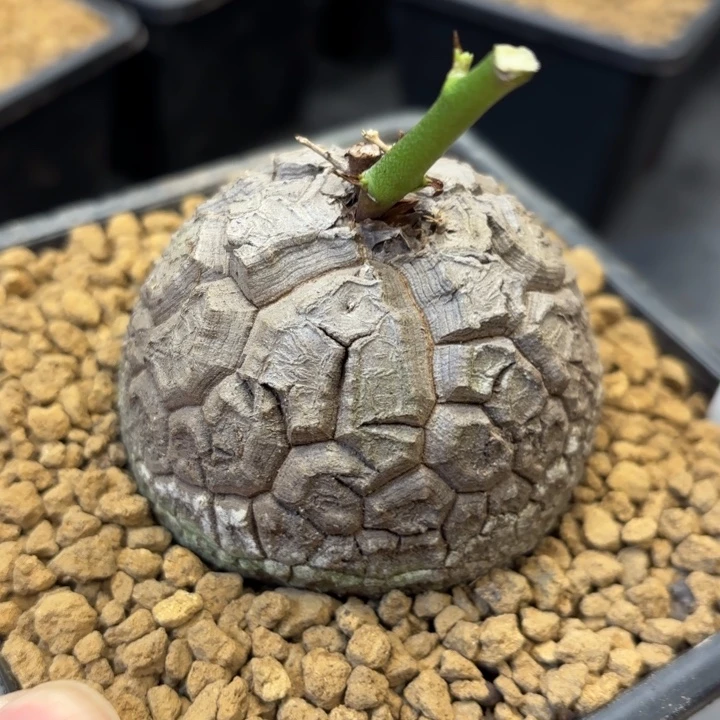 1100号龟甲龙带盆包邮尺寸6