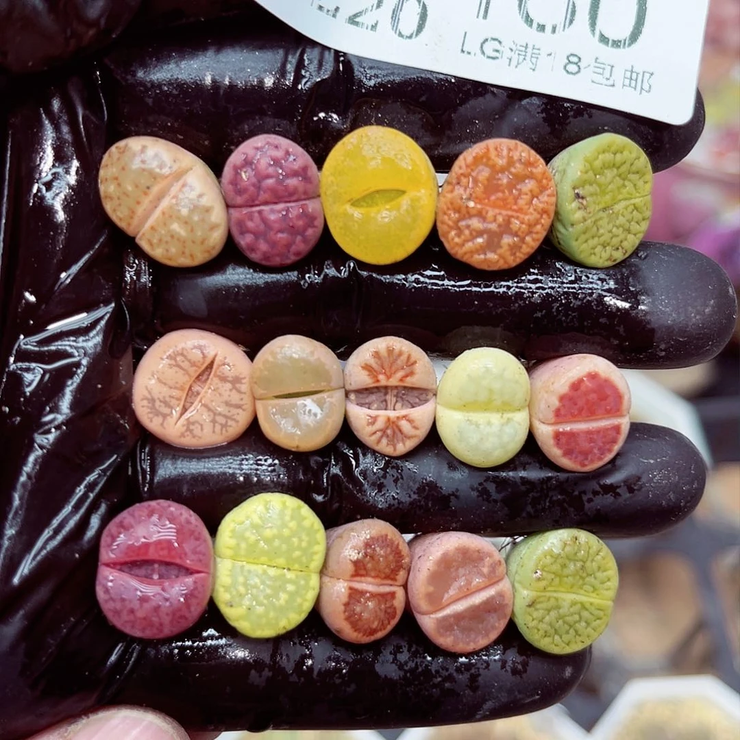 郎哥多肉生石花20-160