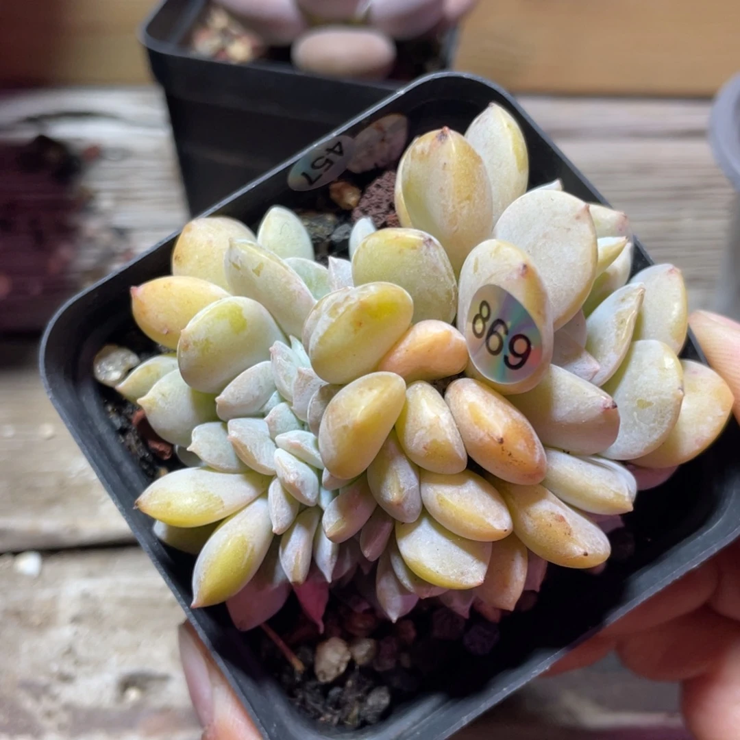 雪特缀化多肉植物