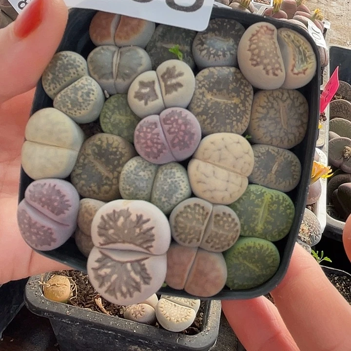 生石花一盒008.生石花