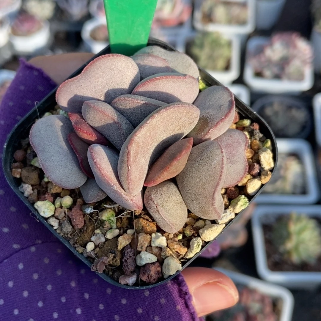 2047红蛋多肉植物多肉