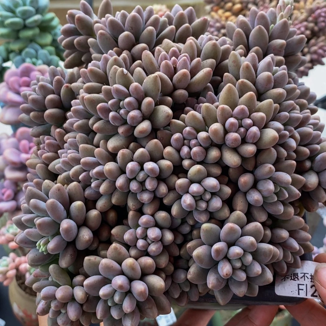 238星黛露18cm多肉