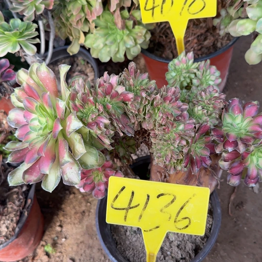 4136--+韶华缀多头