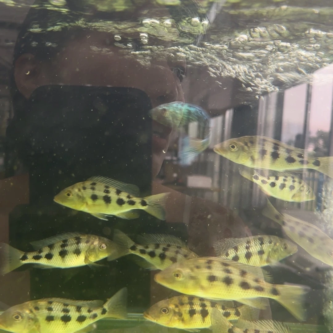 凯***路慈鲷发色雪花豹，a3019