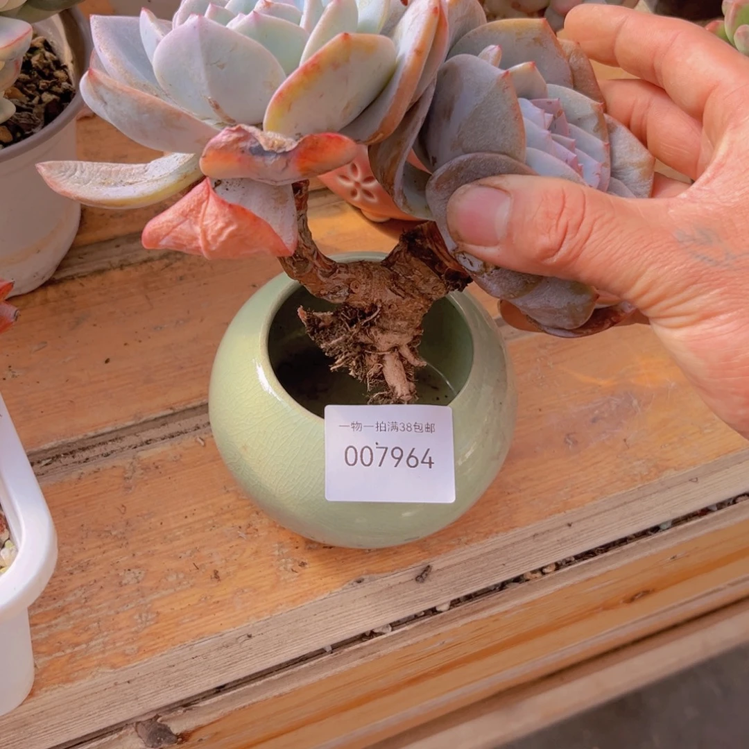 多肉一物一拍7964