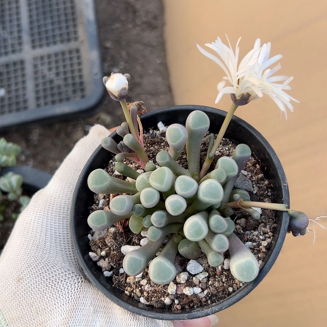 五十灵玉杜呃呃呃呃呃呃呃呃
