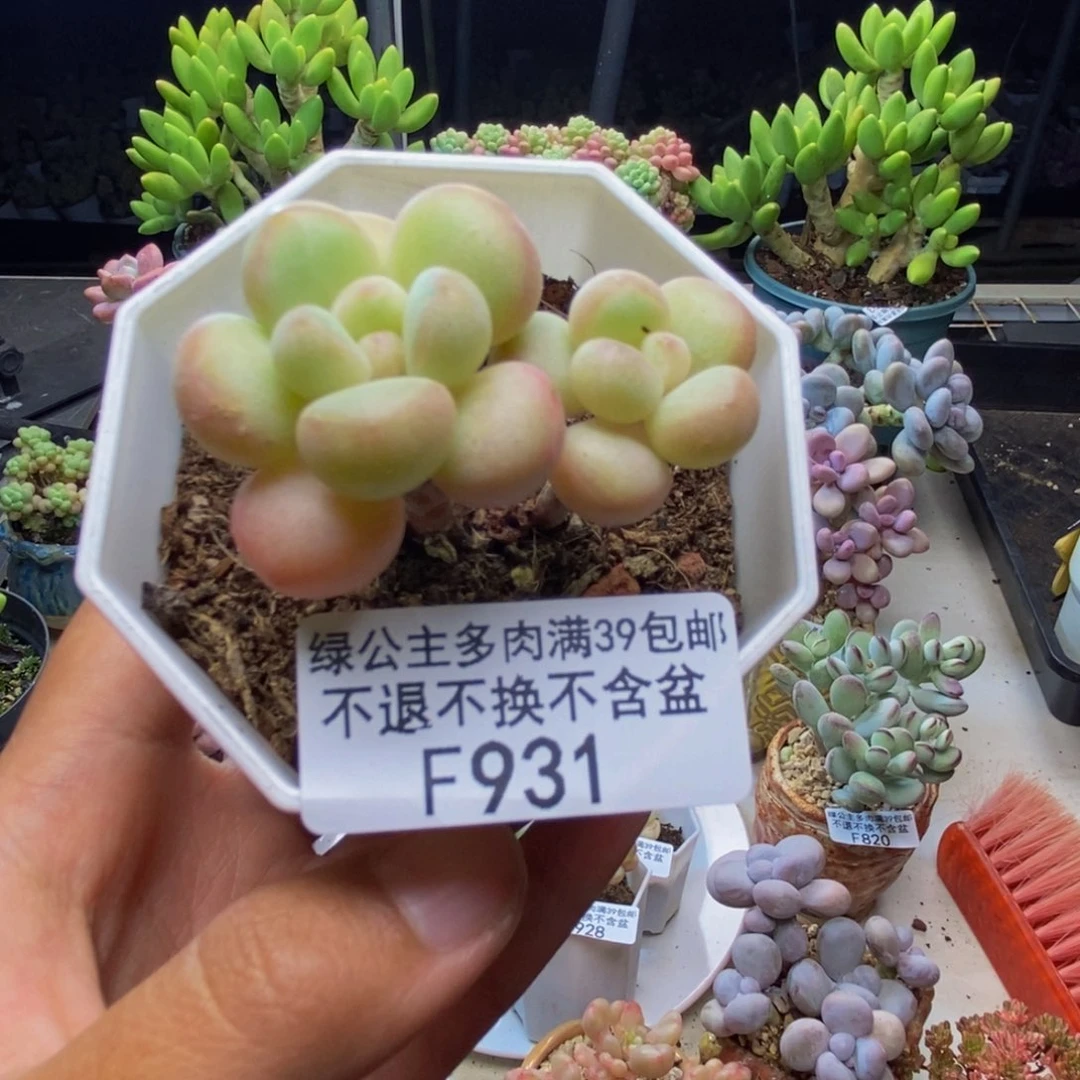 931萤火虫多肉4c m