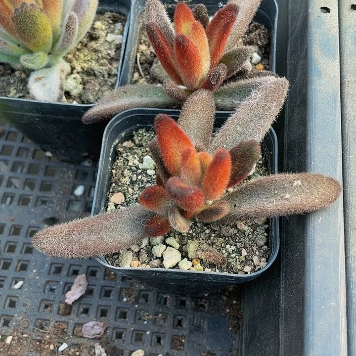 孙悟空2.8带盆土