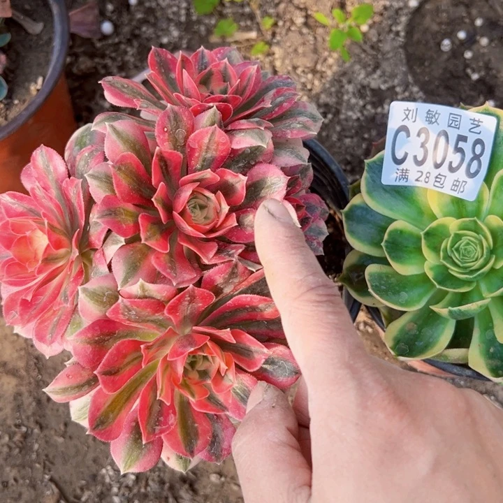 组合多肉植物法师3058法师