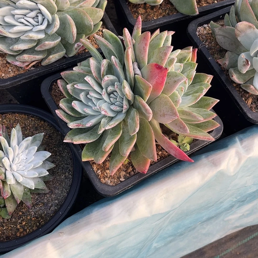 晨溪园艺仙女杯呀