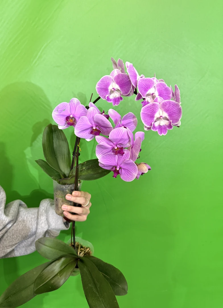 予兰花卉（桃花源）全花两颗3.0寸杯发货AA