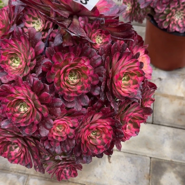 乐**婆红铜超白锦福利333肉肉