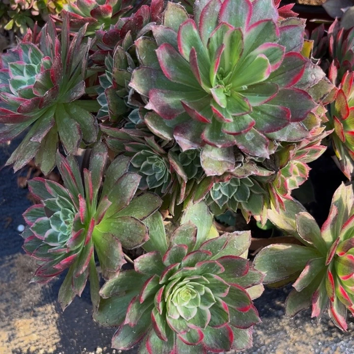 499多肉植物一物一拍