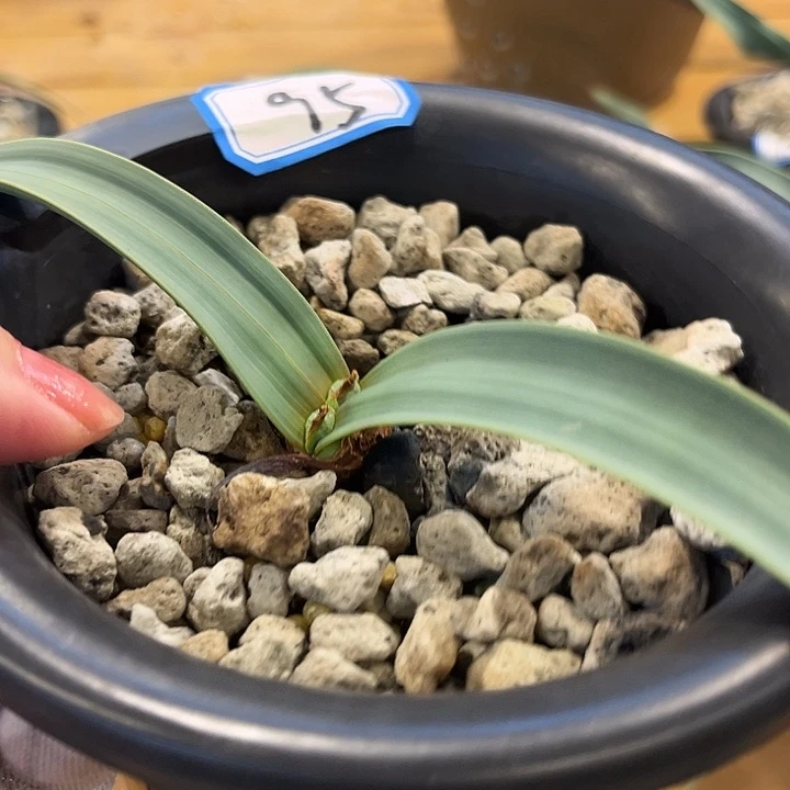 汤圆植物95百岁兰有金线