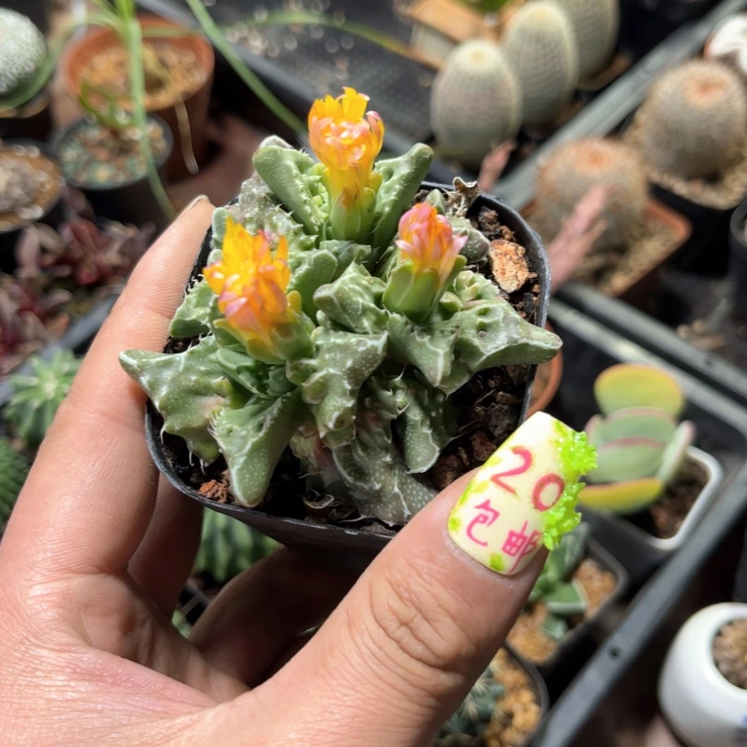 我****24426一物一拍单头发货