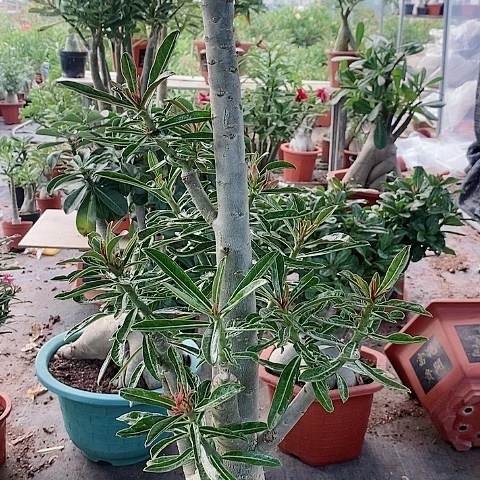 【闪购商品】无花朵冰*