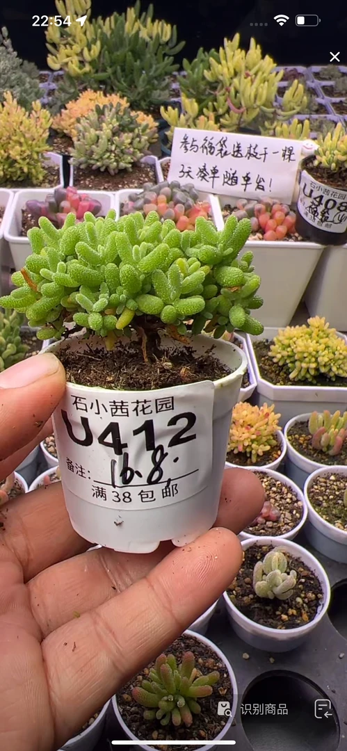 金桔-多肉植物枝干番杏