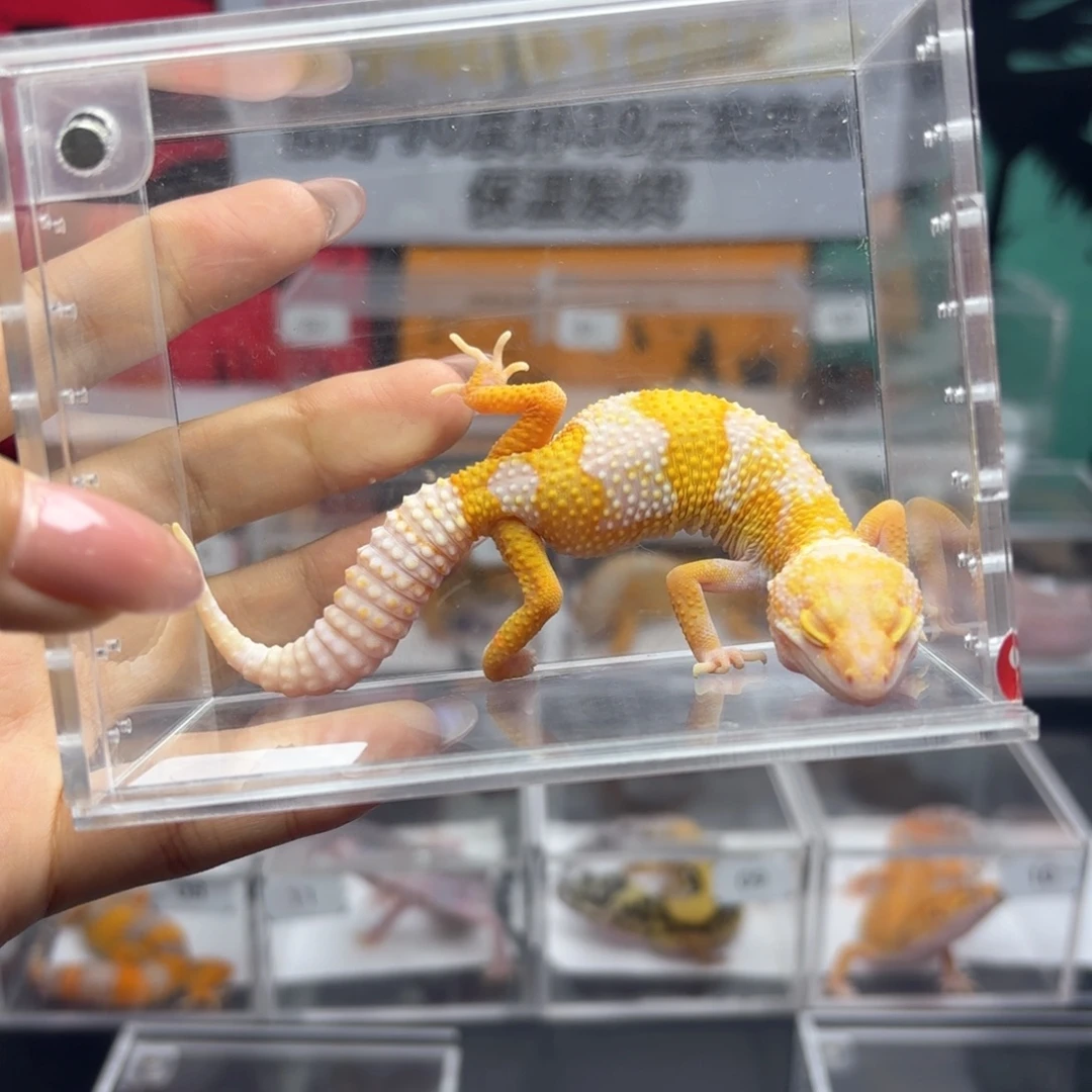 豹纹守宫白黄川普妹妹 8.5 N003