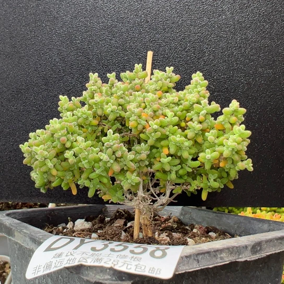 dy3558小小米冠幅8cm